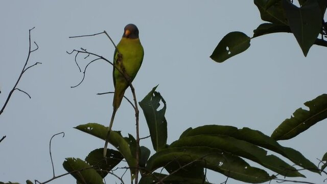 Parrot in tree waiting for partner .