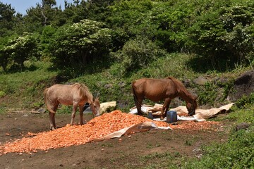 Fototapeta premium horse eats carrot