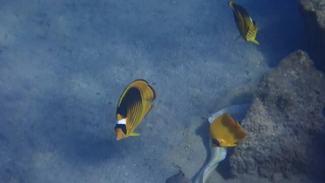 Stripped butterfly-fish, scientific name is Chaetodon fasciatus, belongs to family Chaetodontidae, lives in groups of 2 -6 individuals along shallw parts of coral reefs

