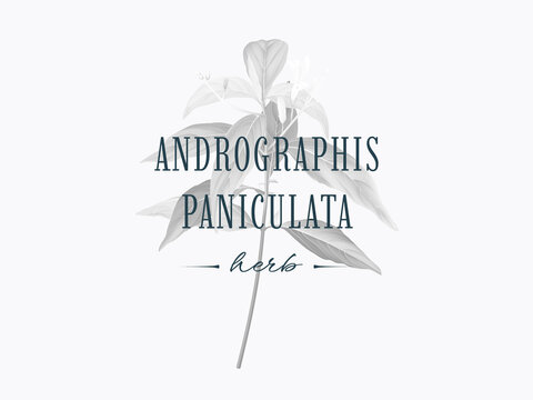 Black and white Andrographis paniculata plant with text