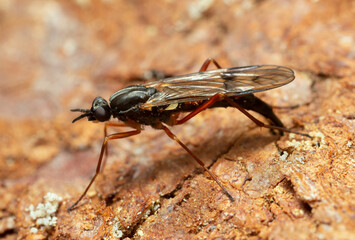 Female awl-fly, Xylophagus cinctus laying eggs in wood