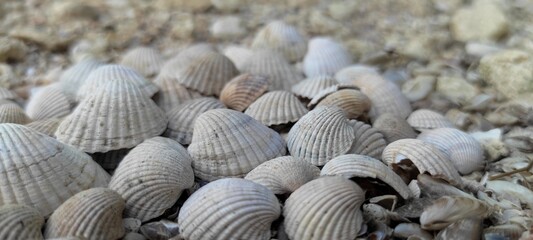 urchin shells