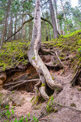 A tree on the edge of a cliff, clinging to the ground with its roots. Wildlife concept and struggle for survival. Coniferous forest on the background.