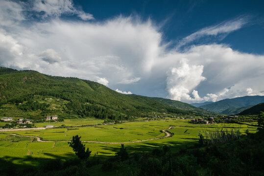 Rice fields in Paro, Bhutan