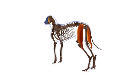 Biceps Femoris muscle Dog muscle Anatomy For Medical Concept 3D