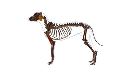 Brachialis muscle Dog muscle Anatomy For Medical Concept 3D