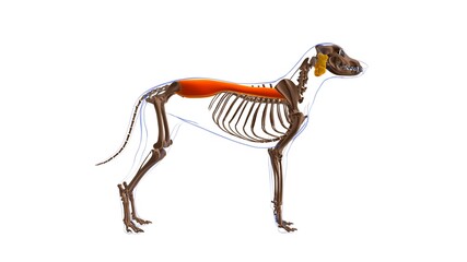 Obraz na płótnie Canvas Erector Spinae muscle Dog muscle Anatomy For Medical Concept 3D