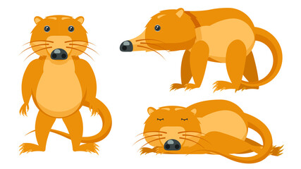 Fototapeta premium Set Abstract Collection Flat Cartoon Different Animal Muskrats, Desman Stand, Sleep Vector Design Style Elements Fauna Wildlife