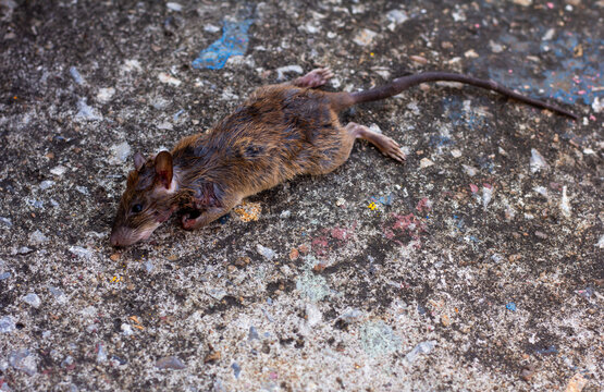 Dead rat on cement floor