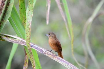 Lone brown bird in nature at rest landed on the plant leaf