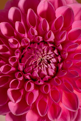 Pink Dahlia Flower on brown background. Beautiful ornamental blooming garden plant with clipping path.