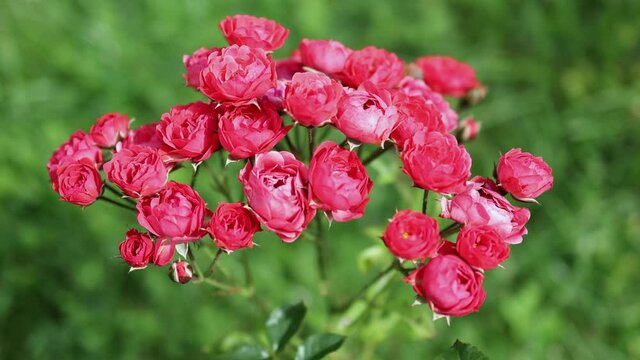bright colors of red cluster bush bunch of small roses buds in bloom on green blurred floral background 