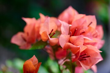 bunch of the orange bougainvillea in the garden