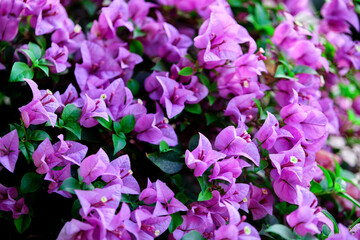 bunch of the purple bougainvillea in the garden