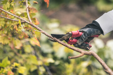 pruning of tree branches, shrubs. gardener at work.