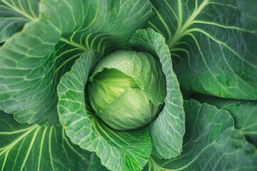 head of cabbage on the field