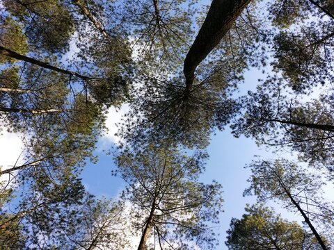 Low angle background photo of trees in the forest