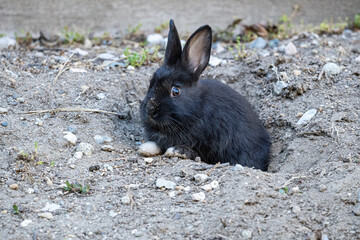 close up of a little cute cautious black bunny resting on the entrance of the rabbit hole