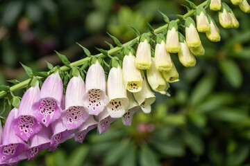 close up of pink and white foxglove flowers blooming on the branch