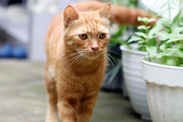 portrait of a cat
