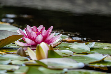 close up of a beautiful pink waterlily blooming in the pond surrounded by bug green leaves 