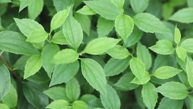 green leaves of elutherococcus araliaceae fresh bright green leaf background maple palm nature texture