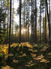 Autumn natural colors in pine forest, withered yellowed fern at sunset. Sunlight through tree trunk. Fall time season.