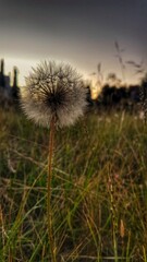dandelion in the field