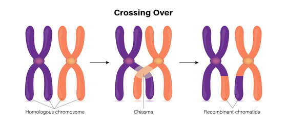 Crossing over of chromosome. Genetic recombination. - obrazy, fototapety, plakaty