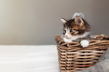 Fototapeta na wymiar Little small kitten sit inside wooden wicker basket and looking upfront