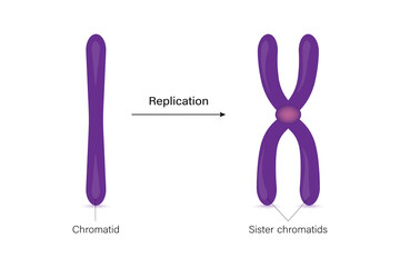 Chromatid and sister chromatids.