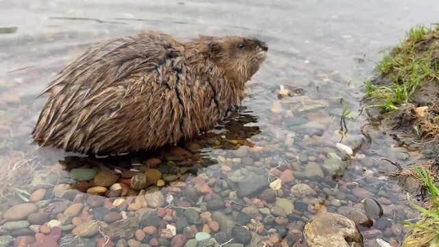 Muskrat in the water near the river bank 