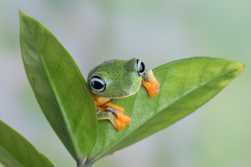 Green flying tree frog on a leaf
