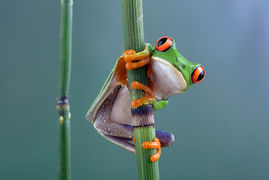 red eyed tree frog hanging