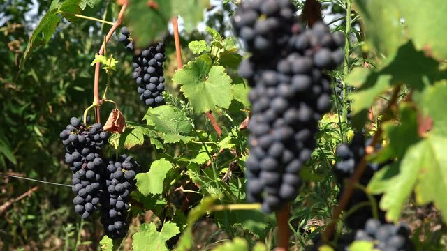 Red Bunch of Healthy grape ready to be Harvested - Static focus on background