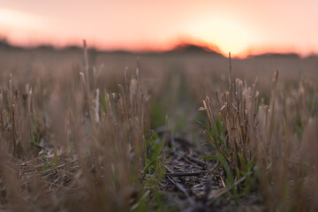 cut stubble over sunset in the field