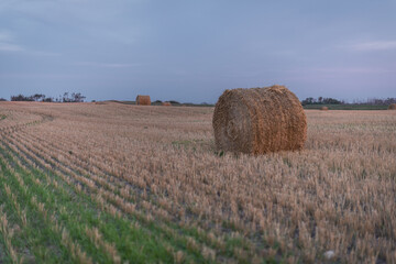 hay bales in the field