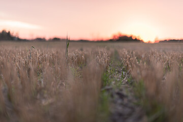 cut stubble over sunset in the field