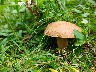 Beautiful boletus mushroom in grass, boletus king of mushrooms in the wild autumn forest, natural harvest, gifts of nature
