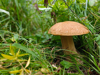 Beautiful boletus mushroom, boletus king of mushrooms in the wild autumn forest, natural harvest, gifts of nature