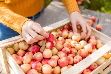 A young woman picks apples in the autumn garden