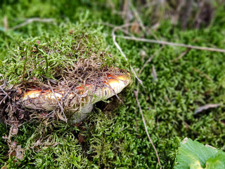 Edible mushroom in a wild autumn forest, mushroom by moss, natural harvest, gifts of nature