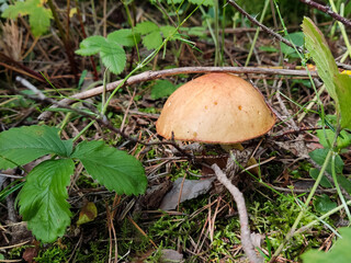 Edible mushroom in a wild autumn forest, natural harvest, gifts of nature