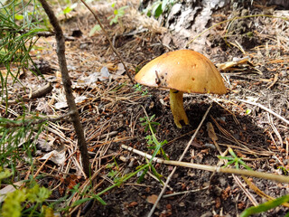 Edible mushrooms in a wild autumn pine forest, mushroom under a pine tree, natural harvest, gifts of nature