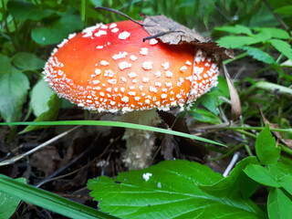 An fly agaric (inedible mushroom) in a wild autumn forest, a poisonous mushroom, a danger for a mushroom picker, be careful - you can get poisoned