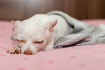 perro chihuahua mascota blanca ojos hermosos adorable mascota tierna durmiendo descanso chalina plateada