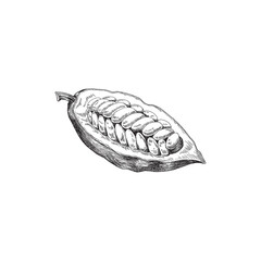 Hand drawn cocoa or cacao fruit beans, engraving vector illustration isolated.