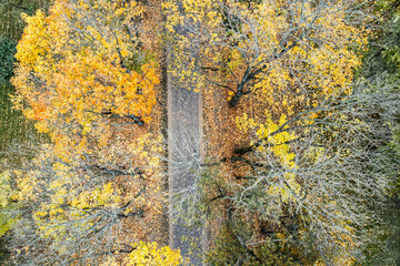footpath in the autumn park. trees with colorful yellow foliage. beautiful autumnal landscape. aerial photo, top view.