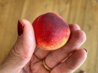 hand holding a home-grown little peach of nectarine