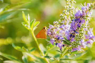 Close up shot of Atalopedes campestris butterfly eating on flower